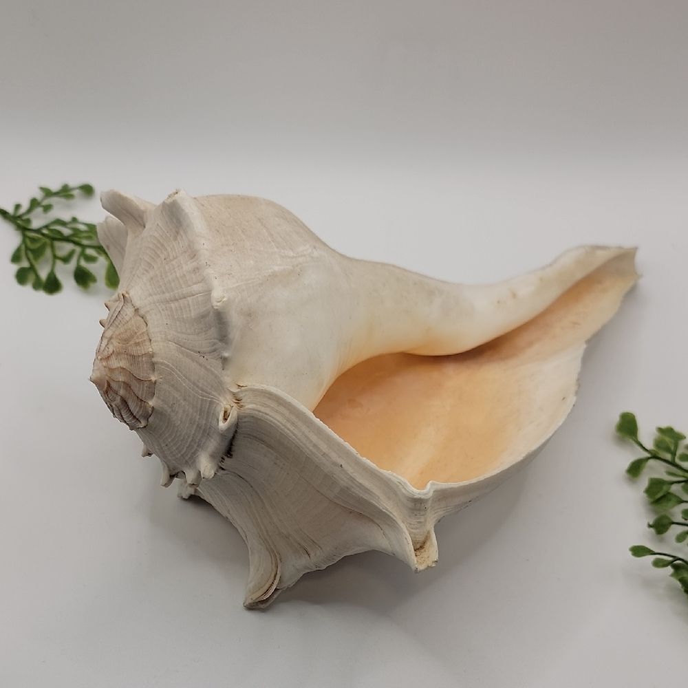 Vintage Conch Shell Left Handed Lightning Welk Coastal Decor